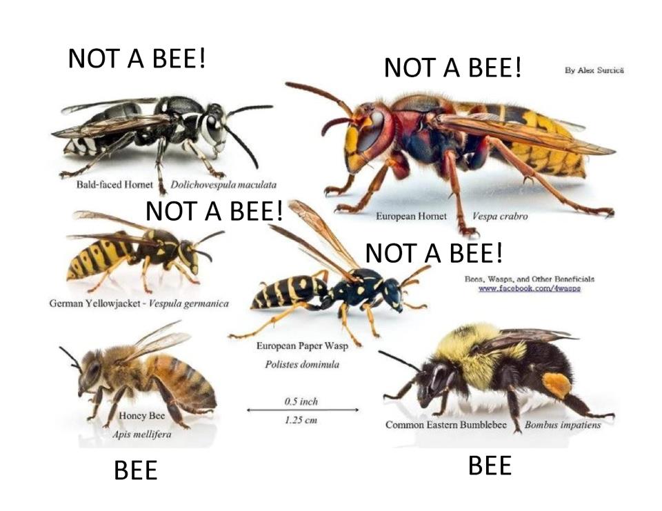 not_a_bee